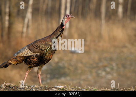 Jake Osttürkei Wild im Frühjahr Stockfoto