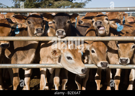 Junge Jersey Kälber von Zaun. Stockfoto