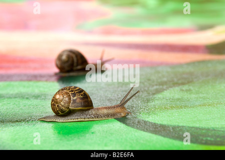 Zwei Garten Schnecken. Helix Aspersa. Stockfoto