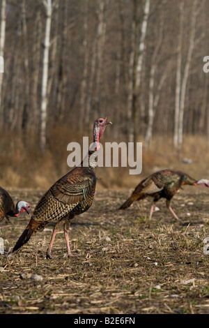 Jake Osttürkei Wild im Frühjahr Stockfoto