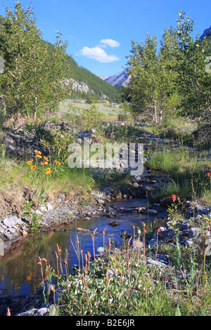 Wasootch Creek im Sommer in der Nähe von Kananaskis Village, Alberta Stockfoto