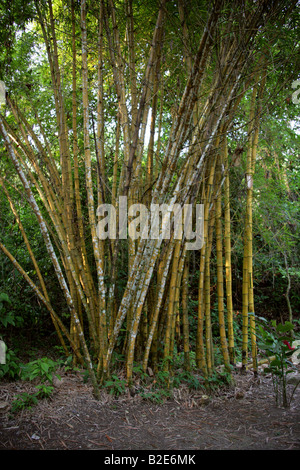 Bambus SP. Poaceae, Palenque, Bundesstaat Chiapas, Mexiko Stockfoto