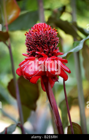 Taschenlampe Ginger Etlingera elatior Stockfoto