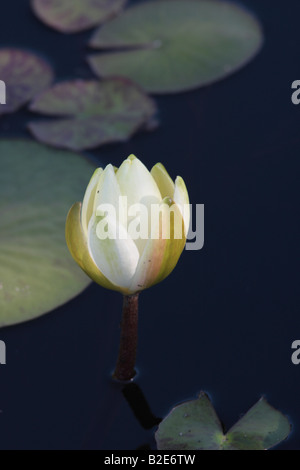 Rosa-weiße Seerose Stockfoto