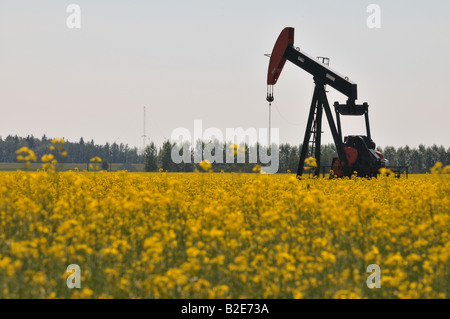 Ein Öl Pumpe Jack in einem Raps-Feld Stockfoto