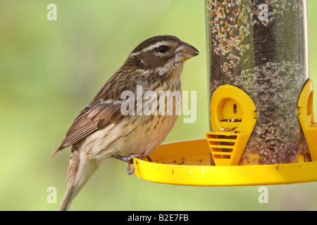 Singammer am Futterhäuschen Stockfoto