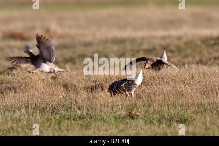 Scharfe tailed Grouse am Lek Feststellung dominieren männlich Stockfoto