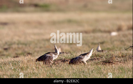 Scharfe tailed Grouse am Lek Feststellung dominieren männlich Stockfoto