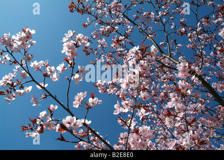 Blumen blühen auf Kirschbaum Stockfoto