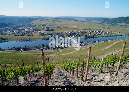 Weinrebe wächst im Weinberg, Piesport, Mosel, Rheinland-Pfalz, Deutschland Stockfoto