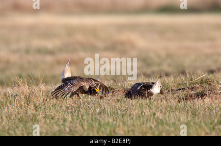 Scharfe tailed Grouse am Lek Feststellung dominieren männlich Stockfoto