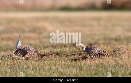 Scharfe tailed Grouse am Lek Feststellung dominieren männlich Stockfoto