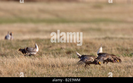 Scharfe tailed Grouse am Lek Feststellung dominieren männlich Stockfoto