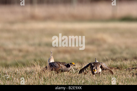 Scharfe tailed Grouse am Lek Feststellung dominieren männlich Stockfoto