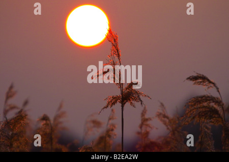 Nahaufnahme des gemeinsamen Schilf (Phragmites Australis) bei Sonnenuntergang Stockfoto