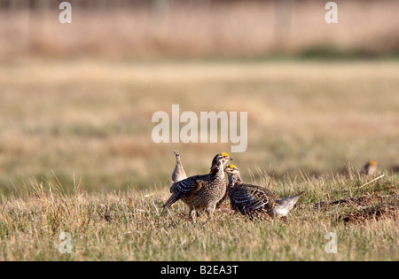 Scharfe tailed Grouse am Lek Feststellung dominieren männlich Stockfoto