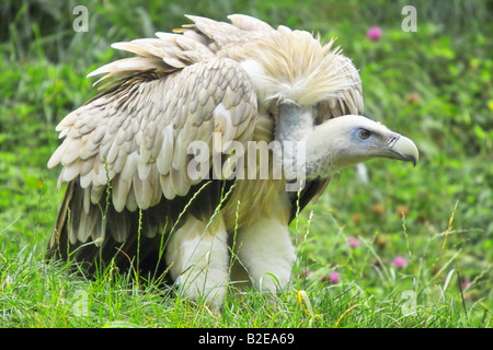 Nahaufnahme von Gänsegeiern (abgeschottet Fulvus) im Feld, Deutschland Stockfoto