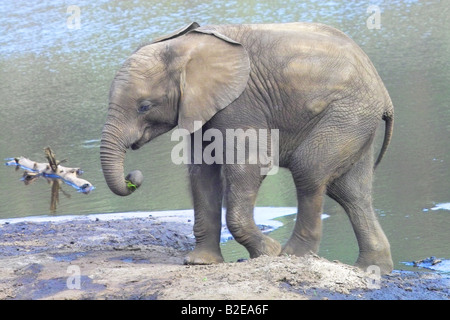 Afrikanischer Elefant (Loxodonta Africana) zu Fuß am Ufer Stockfoto