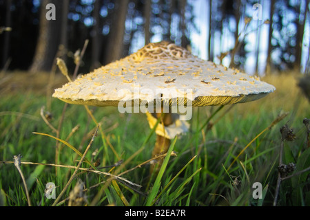 Nahaufnahme der Pilz Parasol (Macrolepiota Procera) wächst im Feld, Deutschland Stockfoto