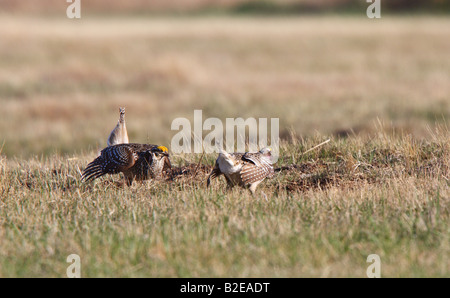 Scharfe tailed Grouse am Lek Feststellung dominieren männlich Stockfoto