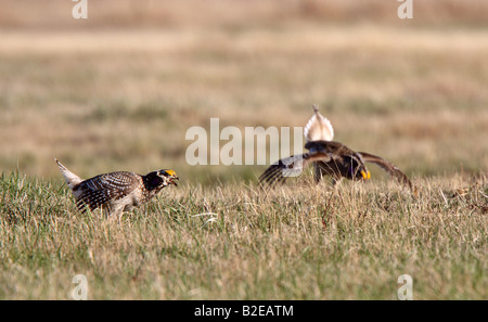 Scharfe tailed Grouse am Lek Feststellung dominieren männlich Stockfoto