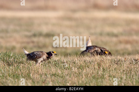 Scharfe tailed Grouse am Lek Feststellung dominieren männlich Stockfoto