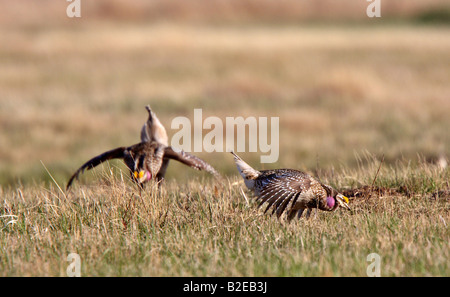 Scharfe tailed Grouse am Lek Feststellung dominieren männlich Stockfoto