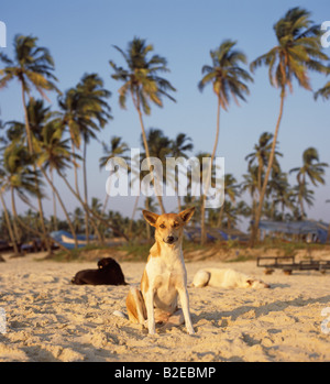 Drei Hunde am Strand, Indien Stockfoto