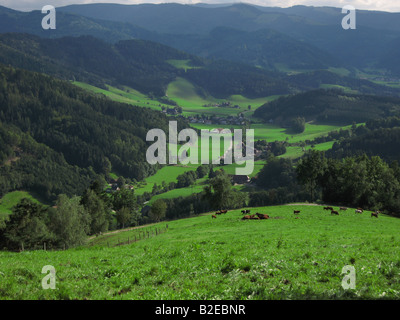 Herde von Kühen auf Hügel, Feldberg, Schwarzwald, Baden-Württemberg, Deutschland Stockfoto
