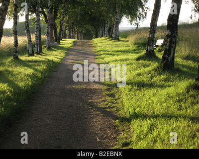 Bäume entlang der unbefestigten Straße, Schwarzwald, Baden-Württemberg, Deutschland Stockfoto