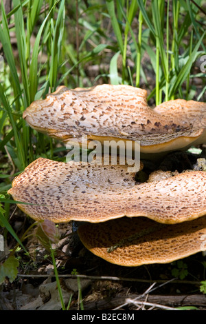 Dryade s Sattel wilde Pilze wachsen auf dem Waldboden in Eaton County Michigan Stockfoto