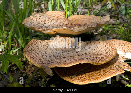 Dryade s Sattel wilde Pilze wachsen auf dem Waldboden in Eaton County Michigan Stockfoto