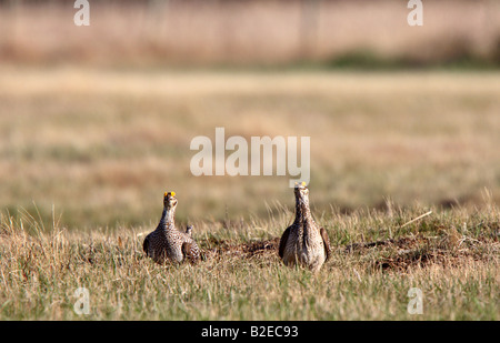 Scharfe tailed Grouse am Lek Feststellung dominieren männlich Stockfoto