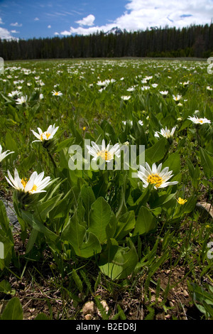 Weiße durchleuchtet Maultiere Ohr Wildblumen im Sägezahn-Tal in der Nähe von Stanley Idaho Stockfoto