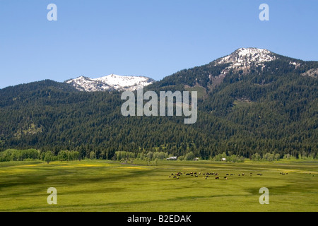 Rinder weiden in einem Tal unterhalb Snowbank Mountain Valley County Idaho Stockfoto