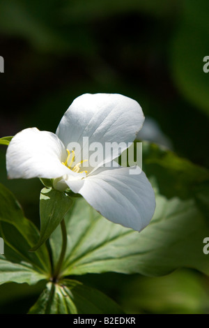 Trillium Grandiflorum, allgemein bekannt als weißes Trillium in Nord-Michigan Stockfoto