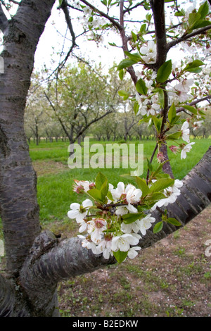 Apfelblüten in einem Obstgarten an Leland Michigan Stockfoto