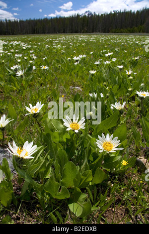 Weiße durchleuchtet Maultiere Ohr Wildblumen im Sägezahn-Tal in der Nähe von Stanley Idaho Stockfoto