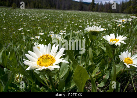 Weiße durchleuchtet Maultiere Ohr Wildblumen wachsen im Tal in der Nähe von Stanley Idaho Sawtooth Stockfoto