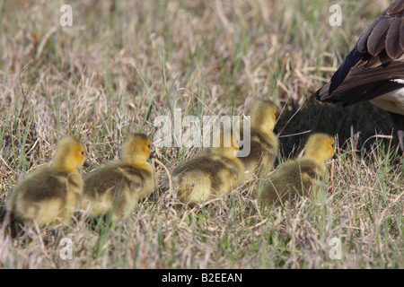 Kanadagänse Elternteil mit Gänsel Gras Stockfoto