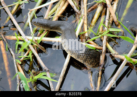 Cottonmouth Schlange in Florida usa Stockfoto
