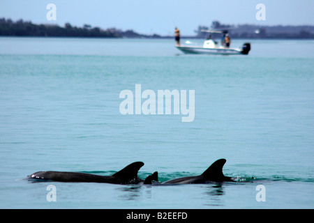 Delfine in Charlotte Harbor, in der Nähe von Port Charlotte, Südwest Florida, USA Stockfoto