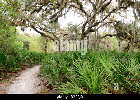 Trail im Myakka River State Park Florida usa Stockfoto