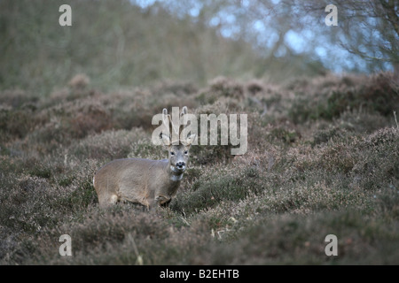 Reh Bock Capreolus Capreolus in Perthshire Stockfoto