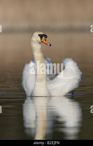 Männlichen Höckerschwan Cygnus Olor mit vollen Segeln in Stockfoto