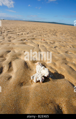 Ein Stück von gebleichtem Korallen liegen an einem einsamen Strand an der Küste von Mosambik Stockfoto