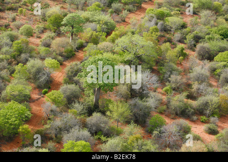 Luftbild-Straße schlängelt zwischen Baobabs (Affenbrotbäume Digitata) in einem abgelegenen Teil von Mosambik Stockfoto