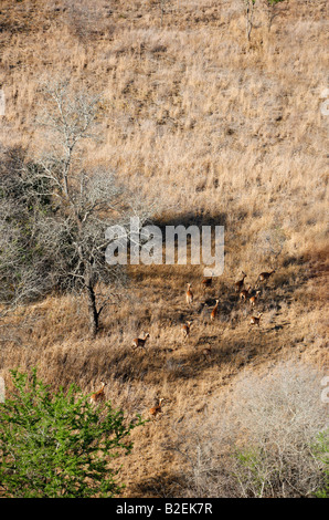 Luftaufnahme von einer Herde von einer Herde von Impala stehen sie im Schatten eines kahlen Baumes im Trockenrasen in Zinave Stockfoto