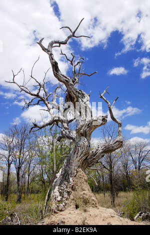 Ein Low-Winkel Aussicht oben einen knorrigen Stamm Leadwood (Combretum Imberbe) Stockfoto
