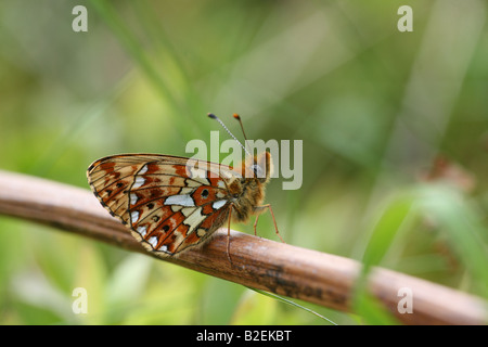 Pearl grenzt Fritillary Clossiana euphrosyne Stockfoto